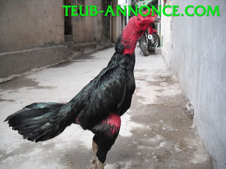 Đá Gà Trực Tiếp - Trải nghiệm tuyệt vời